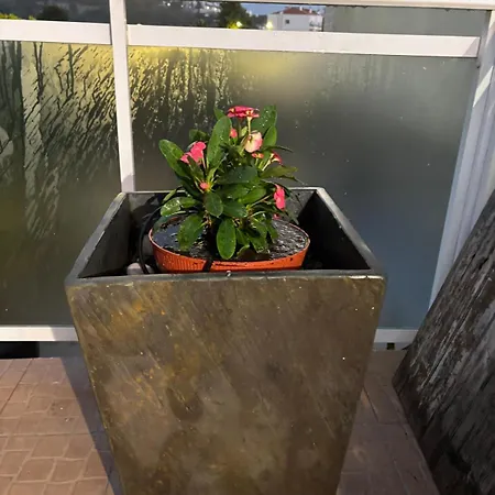 View Camelias House By Sixtyfive Boutique * Ericeira