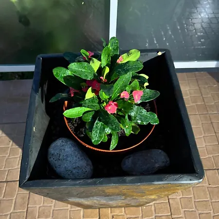 Dom wakacyjny View Camelias House By Sixtyfive Boutique